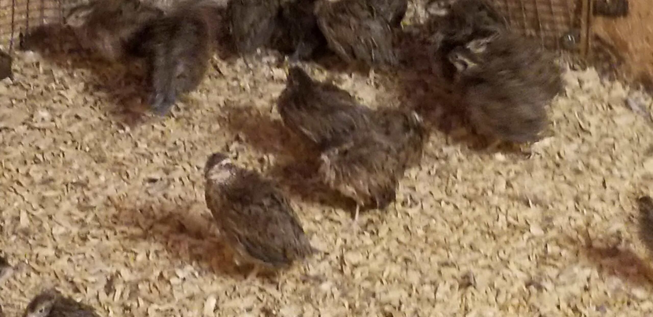 Jumbo Brown Quail Chicks For Pick Up Only 50 Is A Deposit Balance Due At Time Of Pick Up