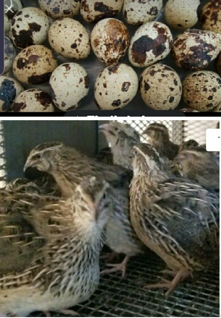 36 Jumbo brown coturnix quail hatching eggs Fertil  3 Dozen 
