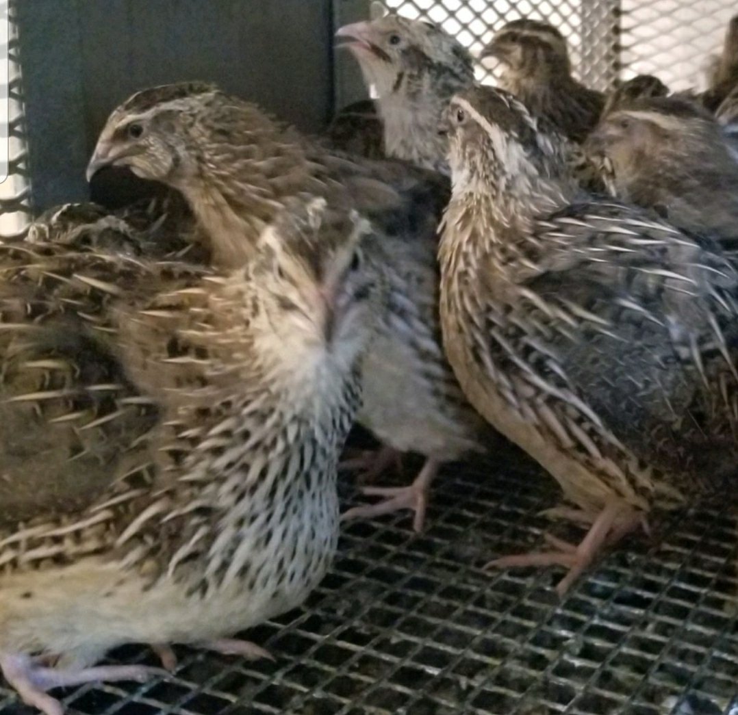 Jumbo Brown Coturnix